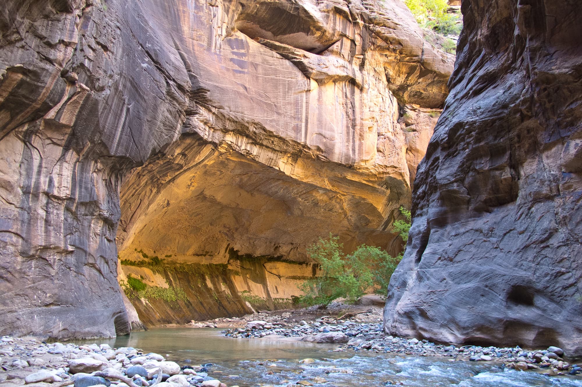 Sandstone walls undercut by the Virgin River in the Zion Narrows, with the river running over cobbles in the foreground.